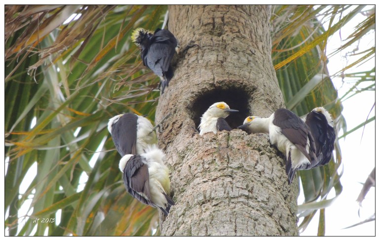 carpinteros cooperando